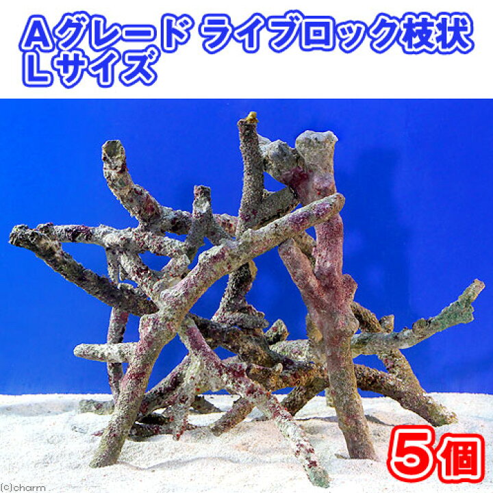 楽天市場】（海水魚）Aグレードライブロック 枝状Lサイズ（5個  