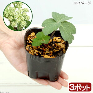 iR쑐j{^{EtEiOhj@3i3|bgjixԁj