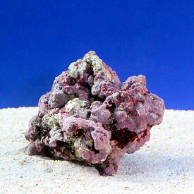 楽天市場 ライブロックの通販