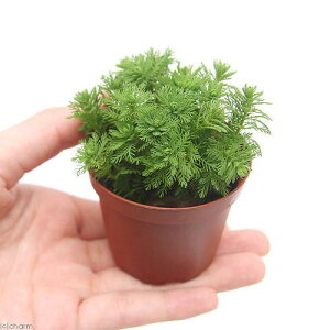 ij~ItBspDiKCAih[tjAitji_ji1j