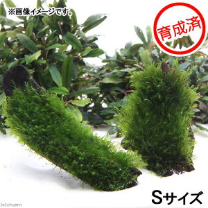 (水草)★育成済★ ウォーターフェザー 流木 SSサイズ(約10cm)(無農薬)(1本)