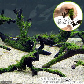 楽天市場 ウィローモス 無農薬の通販
