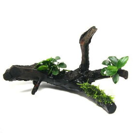 （水草）アヌビアスナナプチ＆南米ウィローモス付　枝状流木　Sサイズ（10cm～）（1本）