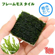（水草）巻きたて　フレームモス　タイル（無農薬）（1個）