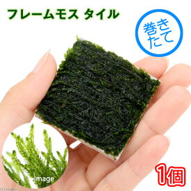 （水草）巻きたて　フレームモス　タイル（無農薬）（1個）