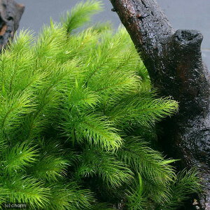 ieEjہ@g[@qmLSP@g[1@36×27cm