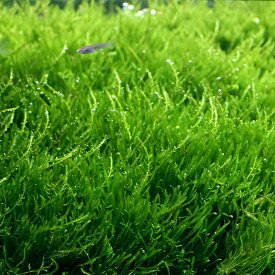 （水草）フレームモス（無農薬）（1カップ）