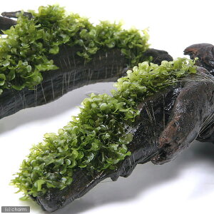 (水草)巻きたて モスファン付 流木 Mサイズ(約20cm)(無農薬)(1本)