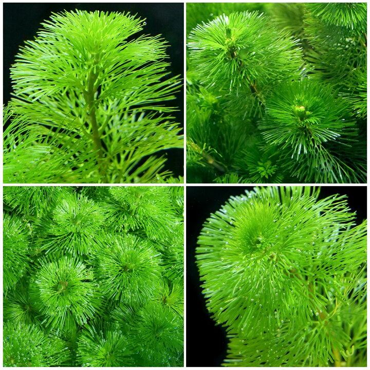楽天1位 水草 メダカ 金魚藻 レッドカボンバ １０本
