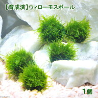 （水草）★育成済★　ウィローモス　ボール（水中葉）（無農薬）（1個）