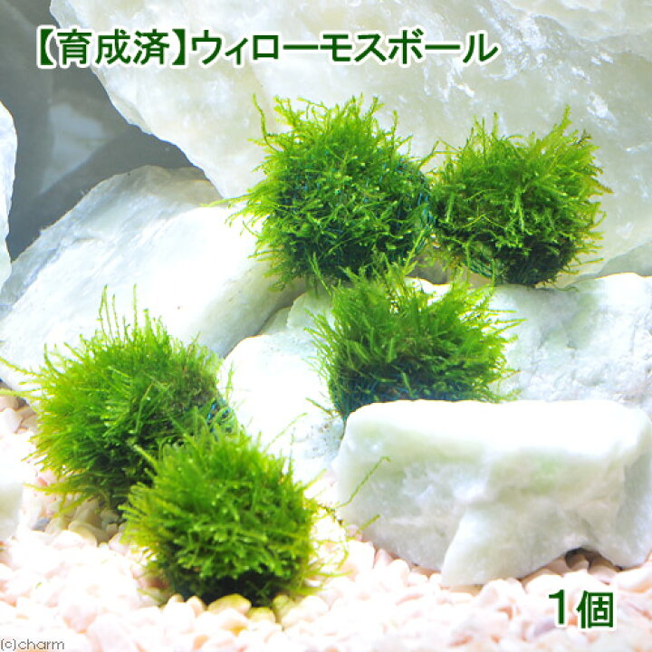 楽天市場 水草 育成済 ウィローモス ボール 水中葉 無農薬 １個 北海道航空便要保温 Charm 楽天市場店