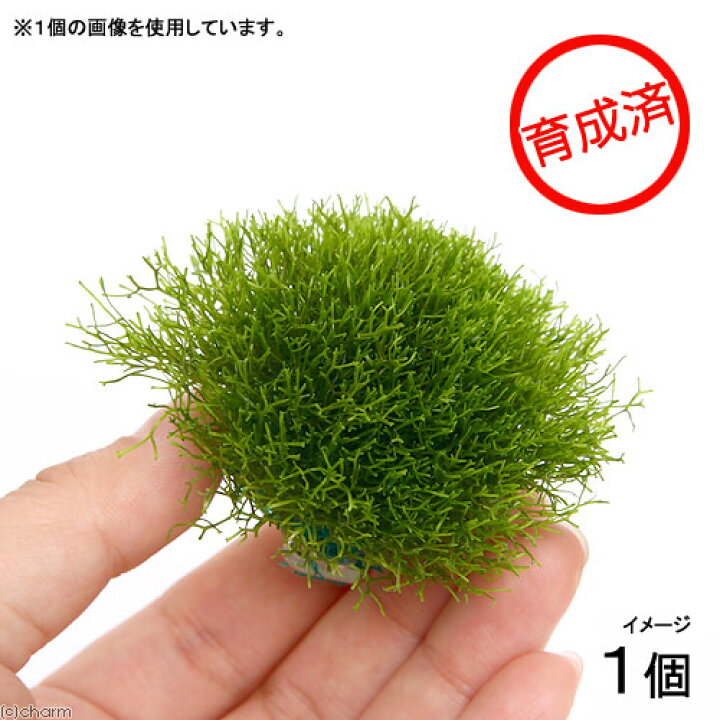 楽天市場 水草 育成済 リシアボール 水中葉 無農薬 1個 北海道航空便要保温 Charm 楽天市場店 楽天市場 水草 育成済 リシアボール 水中葉 無農薬 1個 北海道航空便要保温 Charm 楽天市場店