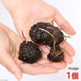 （水草）（新芽あり）タイニムファ　球根（無農薬）（1個）