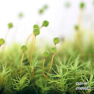 （観葉植物）テラリウム　苔　タマゴケ　1パック分