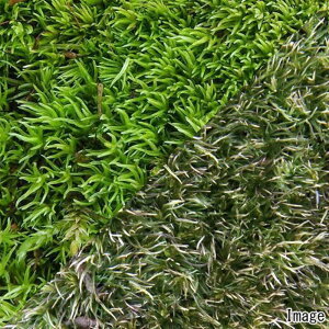 ieEjہ@}SPiz\oILiSPEAnVKSPj@1pbN