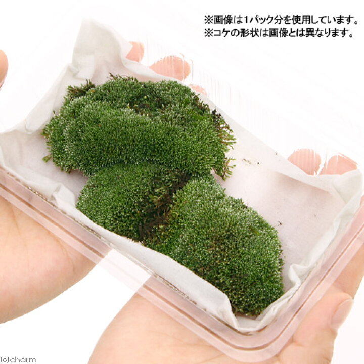 楽天市場 観葉植物 苔 ギンゴケ １パック分 Charm 楽天市場店