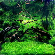 （水草）ウォーターフェザー（水中葉）（無農薬）（1カップ）