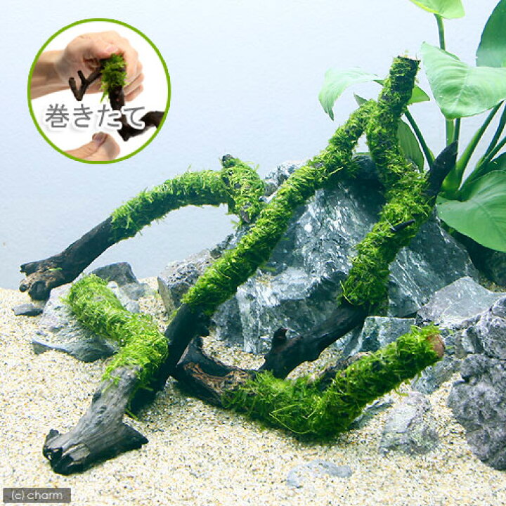 楽天市場 水草 巻きたて ウィローモス スティック流木 ｓサイズ 約１５ｃｍ 水中葉 無農薬 １本 Charm 楽天市場店