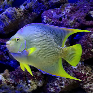 (海水魚)ヤッコ 一点物 フロリダ産 ブルーエンゼル MF-4163(1匹) 北海道・九州・沖縄航空便要保温 沖縄別途送料