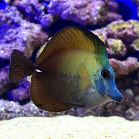 楽天市場 キイロハギ 観賞魚 熱帯魚 アクアリウム ペット ペットグッズの通販 楽天市場 キイロハギ 観賞魚 熱帯魚 アクアリウム ペット ペットグッズの通販