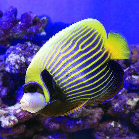 楽天市場 海水魚 ウズマキ 観賞魚 熱帯魚 アクアリウム ペット ペットグッズの通販