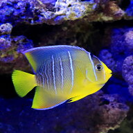 （海水魚）ヤッコ　一点物　フロリダ産　ブルーエンゼル　MF−5900（1匹）