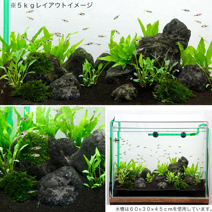 楽天市場】形状お任せ 浅間溶岩石 Lサイズ（約18〜23cm） 3個  