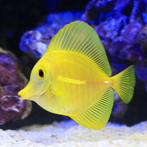 楽天市場】キイロハギ（観賞魚｜熱帯魚・アクアリウム）：ペット 
