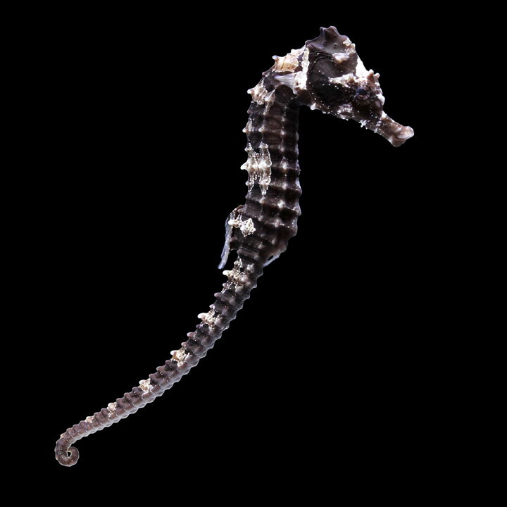 楽天市場】（海水魚）一点物 ラインドシーホース ブラック（ブリード 