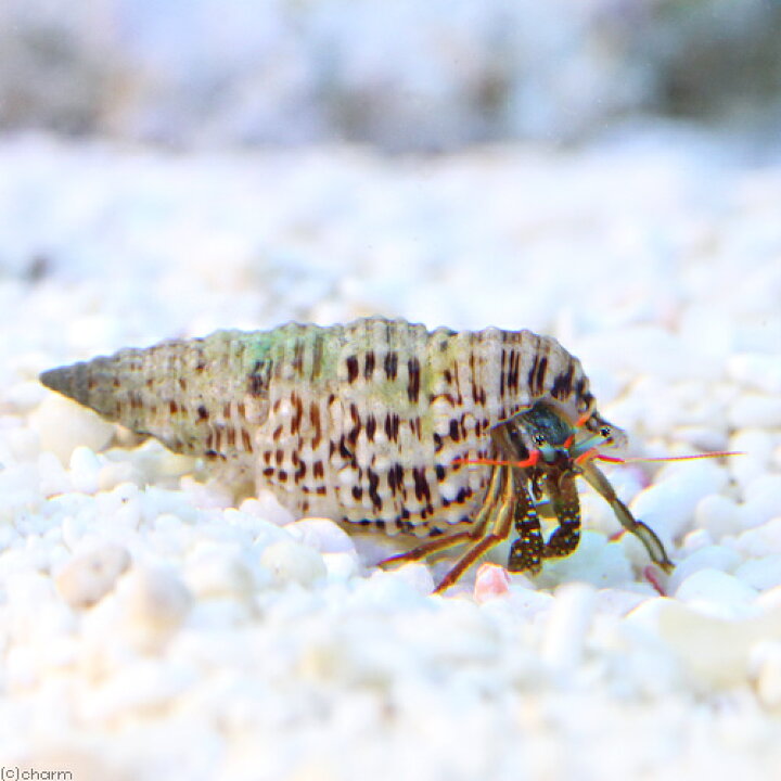 可愛いクリスマスツリーやギフトが 海水魚 ヤドカリ ホワイトブルーレッグハーミットクラブ １０匹 Shipsctc Org