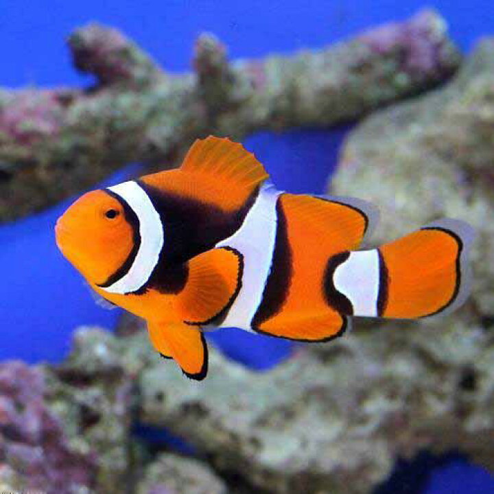 楽天市場 海水魚 ペルクラクラウン ｍｌサイズ ワイルド １匹 Charm 楽天市場店