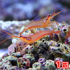 （海水魚）エビ　ペパーミントシュリンプ（ブリード）（1匹）カーリー対策　北海道・九州航空便要保温