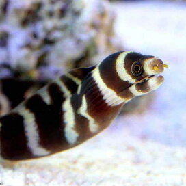 楽天市場】 海水生体 > 海水生体 > 海水魚 > アナゴ/チンアナゴ 