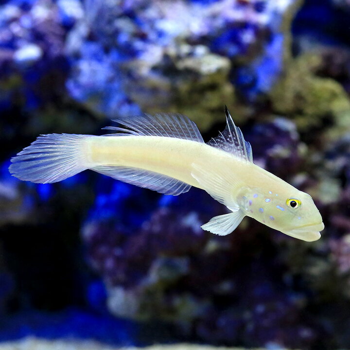 21春夏新色 海水魚 沖縄産 オキナワベニハゼ １匹 Shipsctc Org