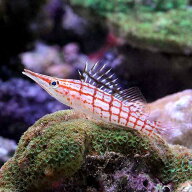 （海水魚）クダゴンベ　Sサイズ（1匹）
