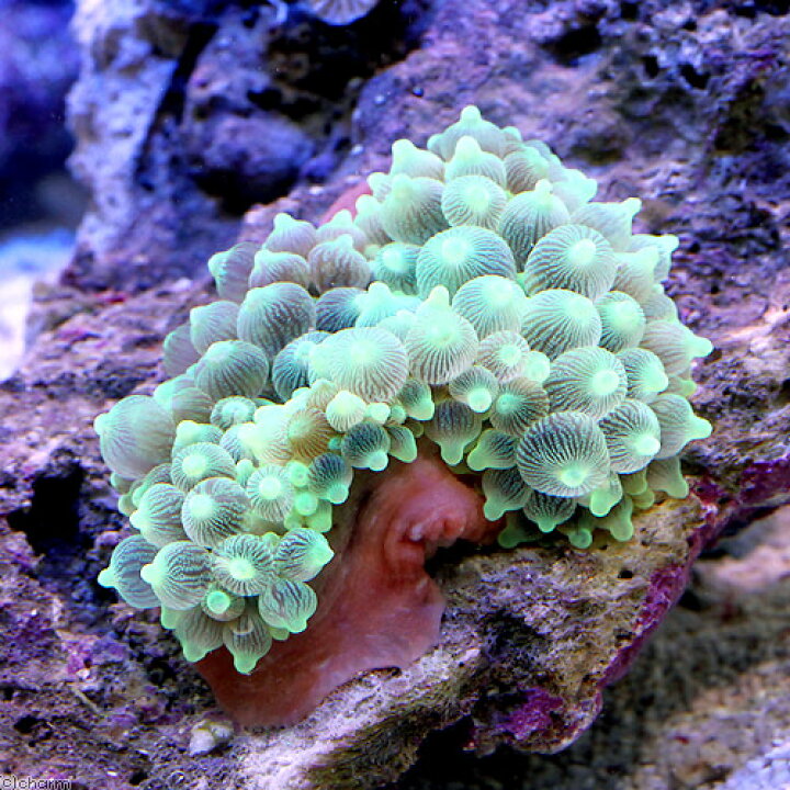 楽天市場】(海水魚)サンゴイソギンチャク クリアグリーン Mサイズ(1匹)無脊椎動物 北海道・九州航空便要保温 : charm 楽天市場店 楽天市場】(海水魚)サンゴイソギンチャク クリアグリーン Mサイズ(1匹)無脊椎動物 北海道・九州航空便要保温 : charm 楽天市場店