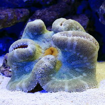 楽天市場】海水魚 ハタゴイソギンチャクの通販