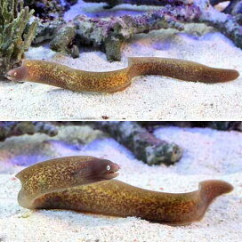 楽天市場】 海水生体 > 海水生体 > 海水魚 > アナゴ/チンアナゴ 