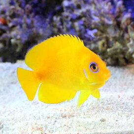 楽天市場 海水生体 海水生体 海水魚 ヤッコ エンゼル 小型ヤッコ Charm 楽天市場店 楽天市場 海水生体 海水生体 海水魚 ヤッコ エンゼル 小型ヤッコ Charm 楽天市場店