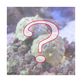 楽天市場 コケ取り 貝 海水の通販 楽天市場 コケ取り 貝 海水の通販