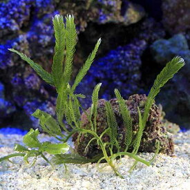 （海水魚）海藻　沖縄産　イチイヅタ（1房）