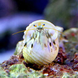 （海水魚）ヤドカリ　沖縄産　シロサンゴヤドカリ（1匹）　北海道・九州航空便要保温