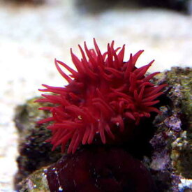 楽天市場 日本 海水魚 種類 種 観賞魚 クマノミ の通販