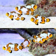 （海水魚）スノーフレークオセラリス（ブリード）（1匹）　北海道・九州航空便要保温