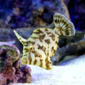 楽天市場 海水 魚 ハギ 種類の通販