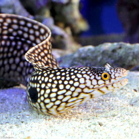 楽天市場 ウツボ 飼育 販売 観賞魚 熱帯魚 アクアリウム ペット ペットグッズの通販