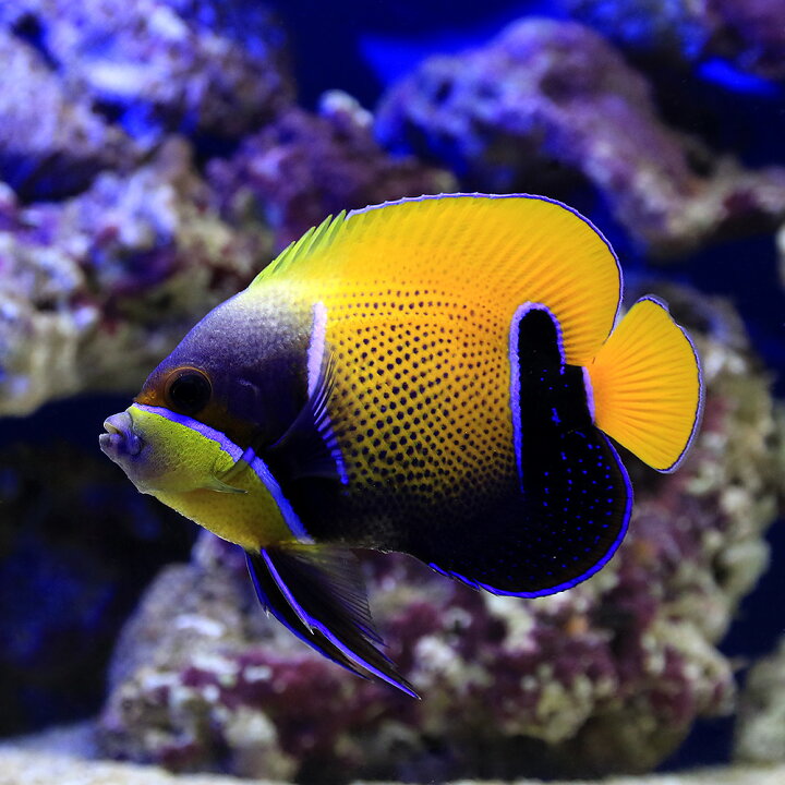 楽天市場 海水魚 ヤッコ イナズマヤッコ 成魚 ｓサイズ １匹 沖縄別途送料 Charm 楽天市場店