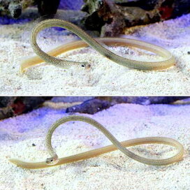 楽天市場】 海水生体 > 海水生体 > 海水魚 > アナゴ/チンアナゴ 