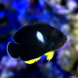 楽天市場 海水魚 ヤッコ 種類 熱帯魚 アクアリウム ペット ペットグッズ の通販