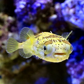 （海水魚）ハリセンボン　Lサイズ（1匹）　北海道・九州航空便要保温